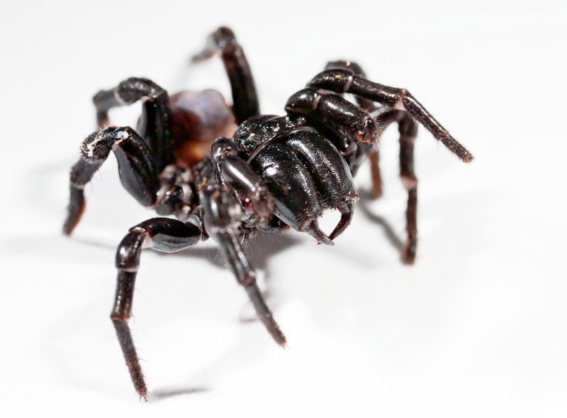 Image of Giant Funnel Web Spiderlings