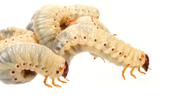 Image of Varkin Larval Worms