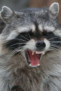 Image of Raccoon, Angry