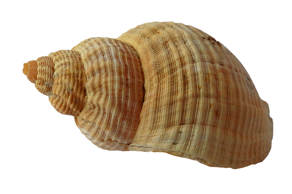 Image of Shell of Adaptability